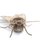 A bogong moth’s brain is smaller than a grain of rice.